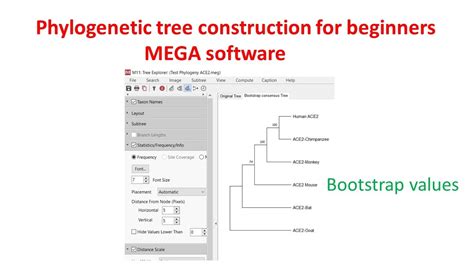 mega phylogenetic tree|mega bioinformatics software free download.